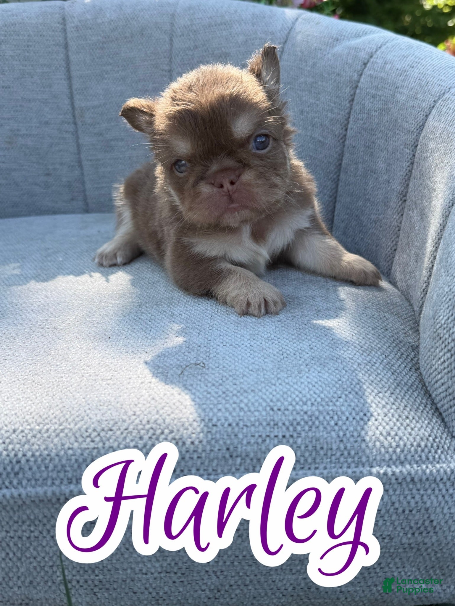 French Bulldog dogs Harley (Fluffy rojo) - Ad 7