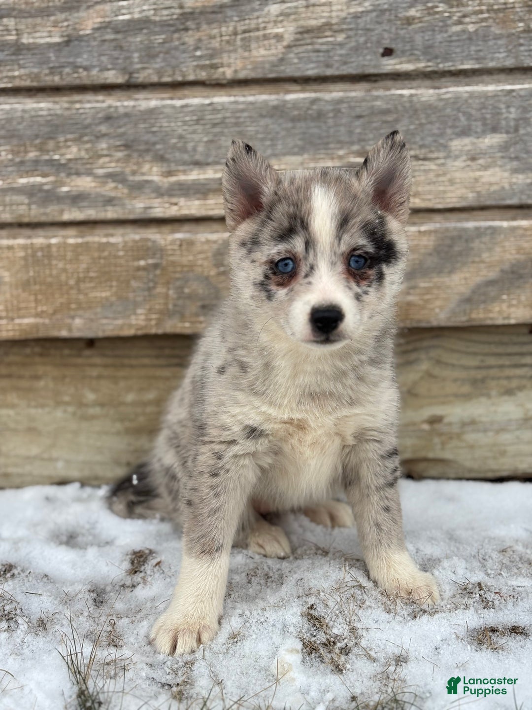 Pomsky dogs for sale: Grace - Ad 4