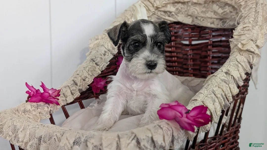 Miniature Schnauzer dogs for sale: Moby  - Ad 9