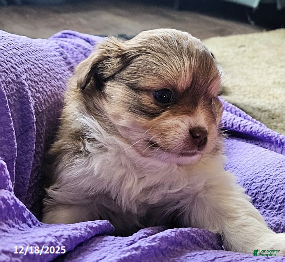 Mixed Breed dogs for sale: Molly - Ad 2