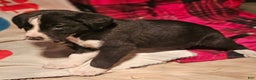 Border Collie dogs for sale: Great - Ad 5