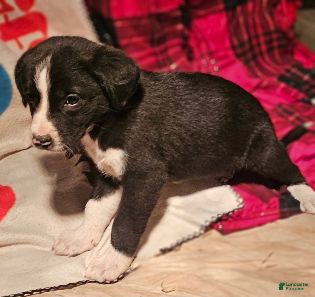 Border Collie dogs for sale: Great - Ad 5