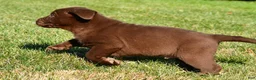 Labrador Retriever dogs for sale: Diesel - Ad 10