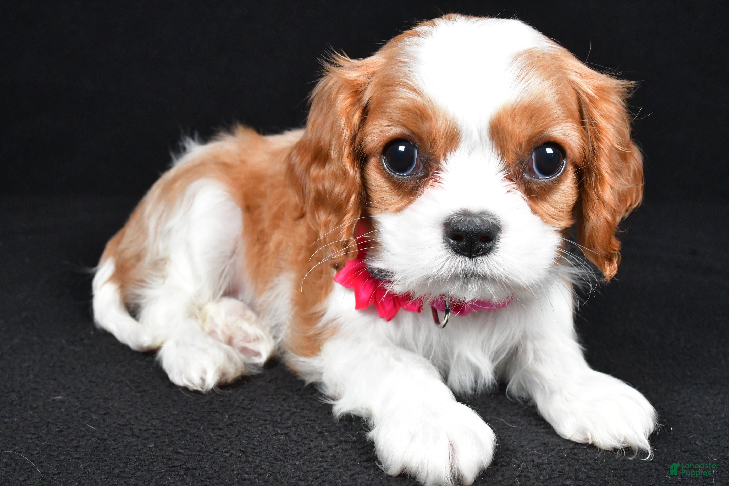 Cavalier King Charles Spaniel dogs Rose - Ad 2