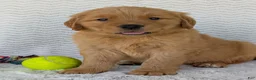 Golden Retriever dogs for sale: Hunter - Ad 7
