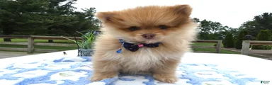 Pomeranian Puppy 1 Louie