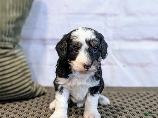 Mini Bernedoodle dogs Lana - Ad 14