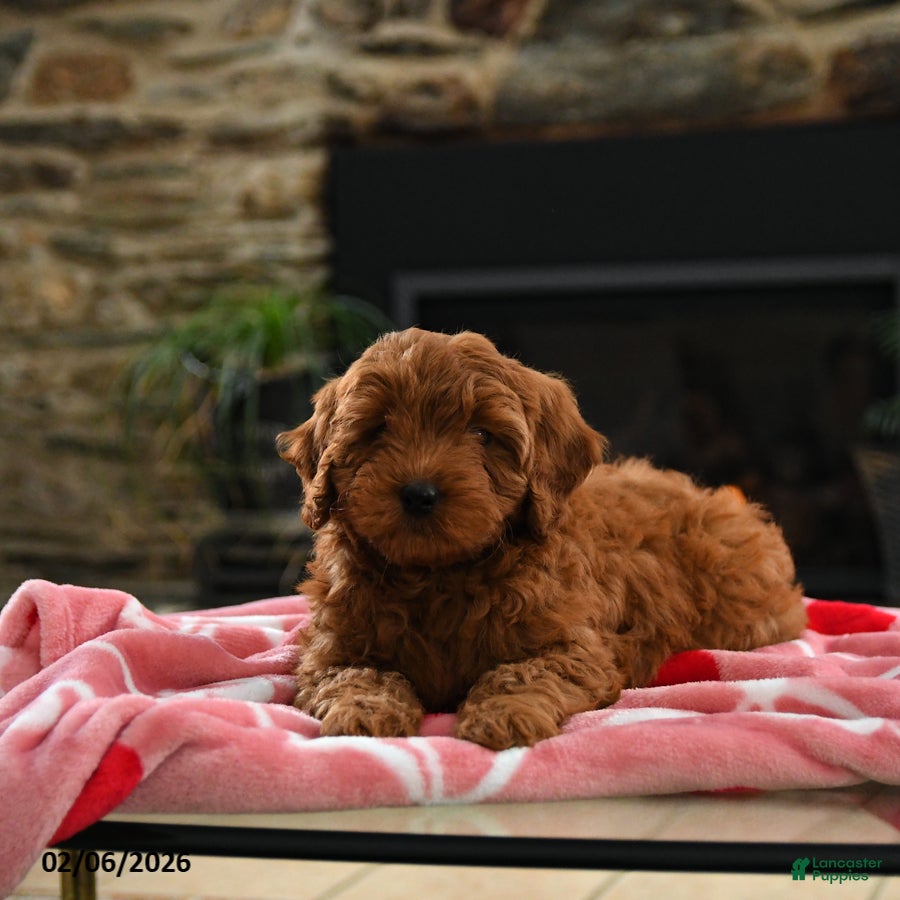 Mini Goldendoodle dogs Casey - Ad 2