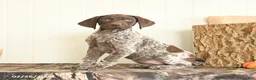 German Shorthaired Pointer dogs for sale: Duchess - Ad 4