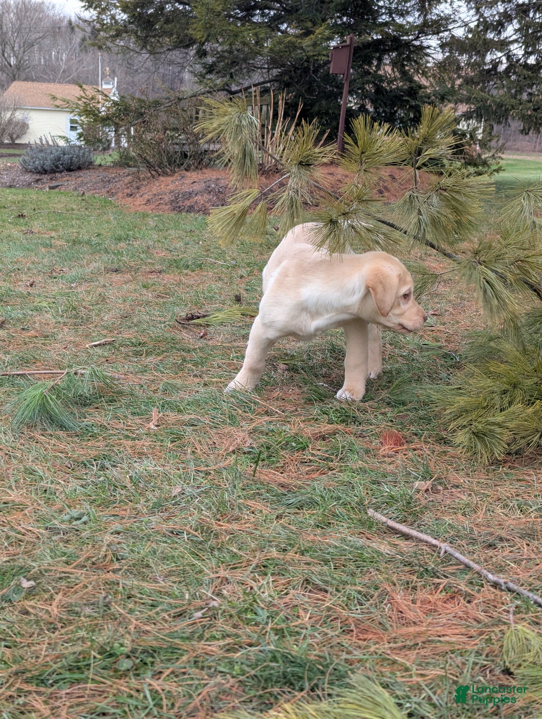 Labrador Retriever dogs for sale: Buddy  - Ad 2