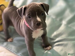 American Bully dogs - Ad 23