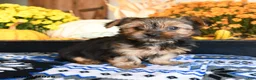 Shorkie dogs for sale: Cookie - Ad 3