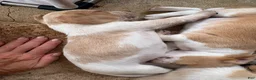 Beagle dogs for sale: Beagle 2 - Ad 6