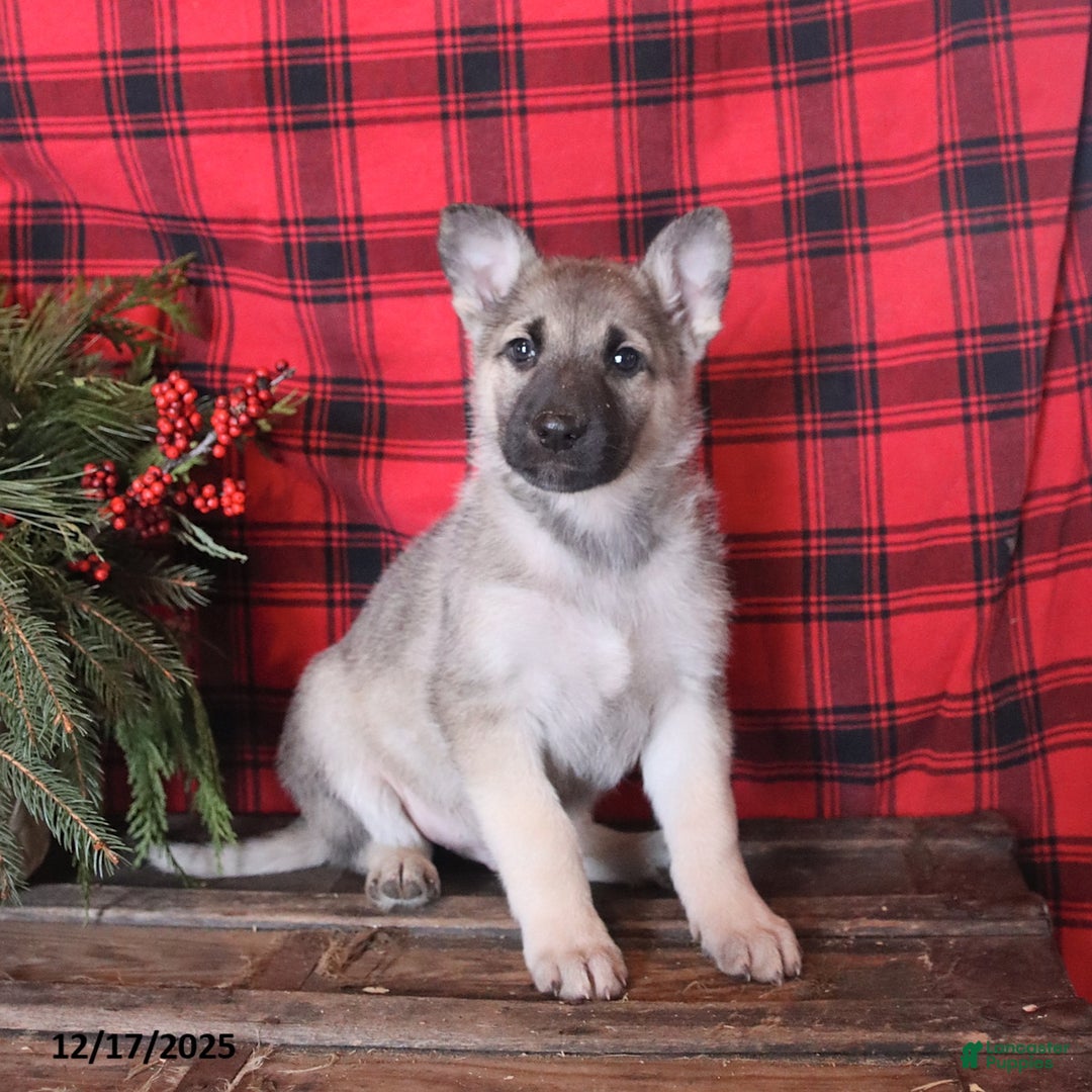 German Shepherd dogs for sale: Claus - Ad 3
