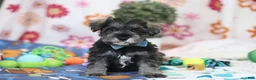 Miniature Schnauzer dogs for sale: Rio - Ad 1
