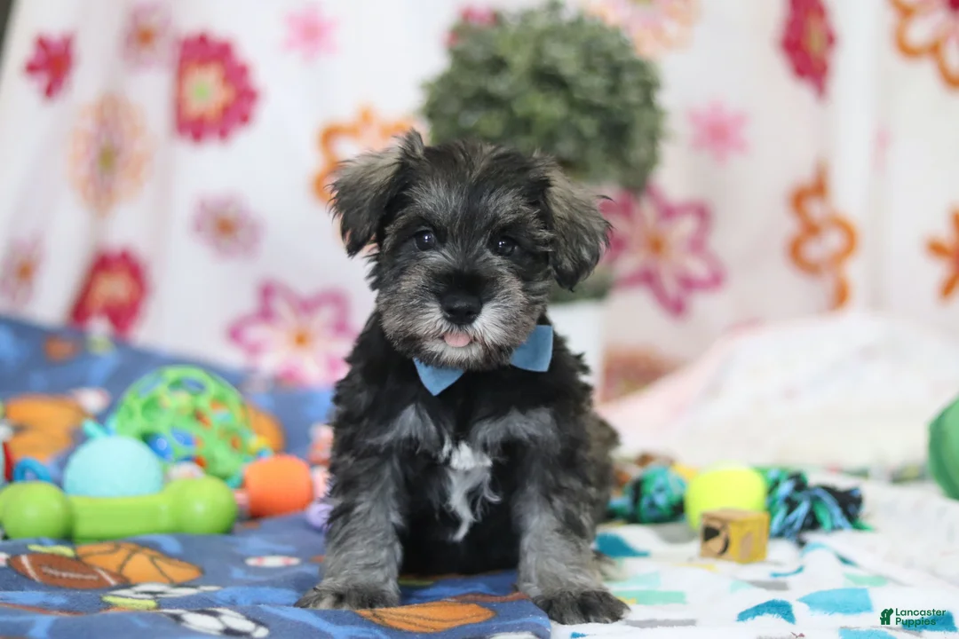 Miniature Schnauzer dogs for sale: Rio - Ad 1