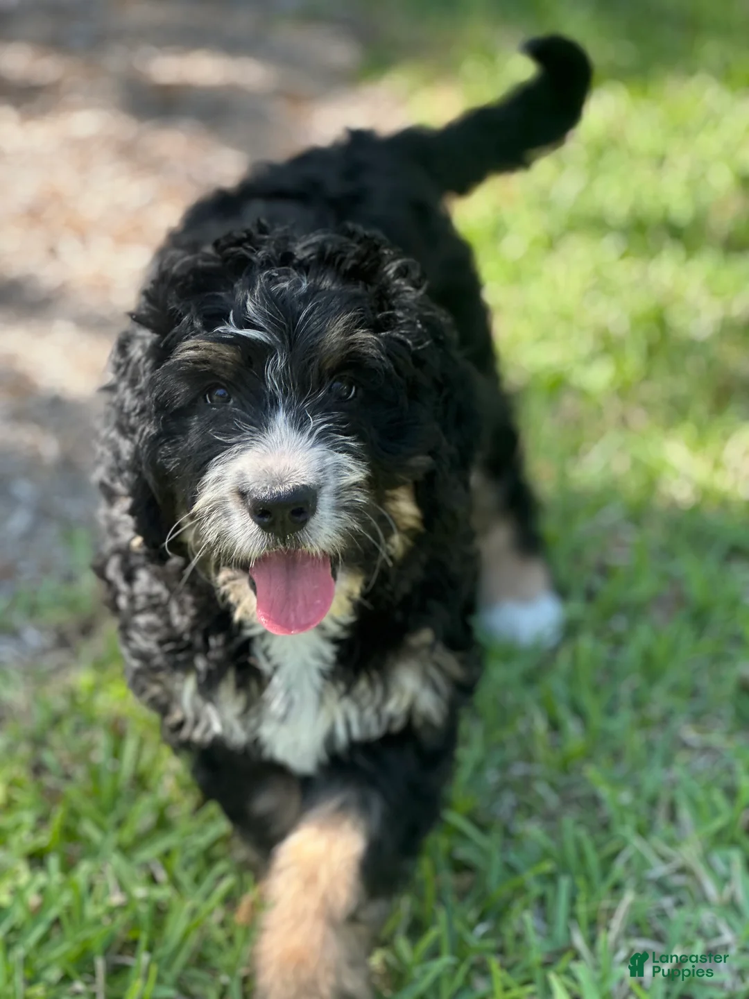 Bernedoodle dogs for sale: Annie  - Ad 2