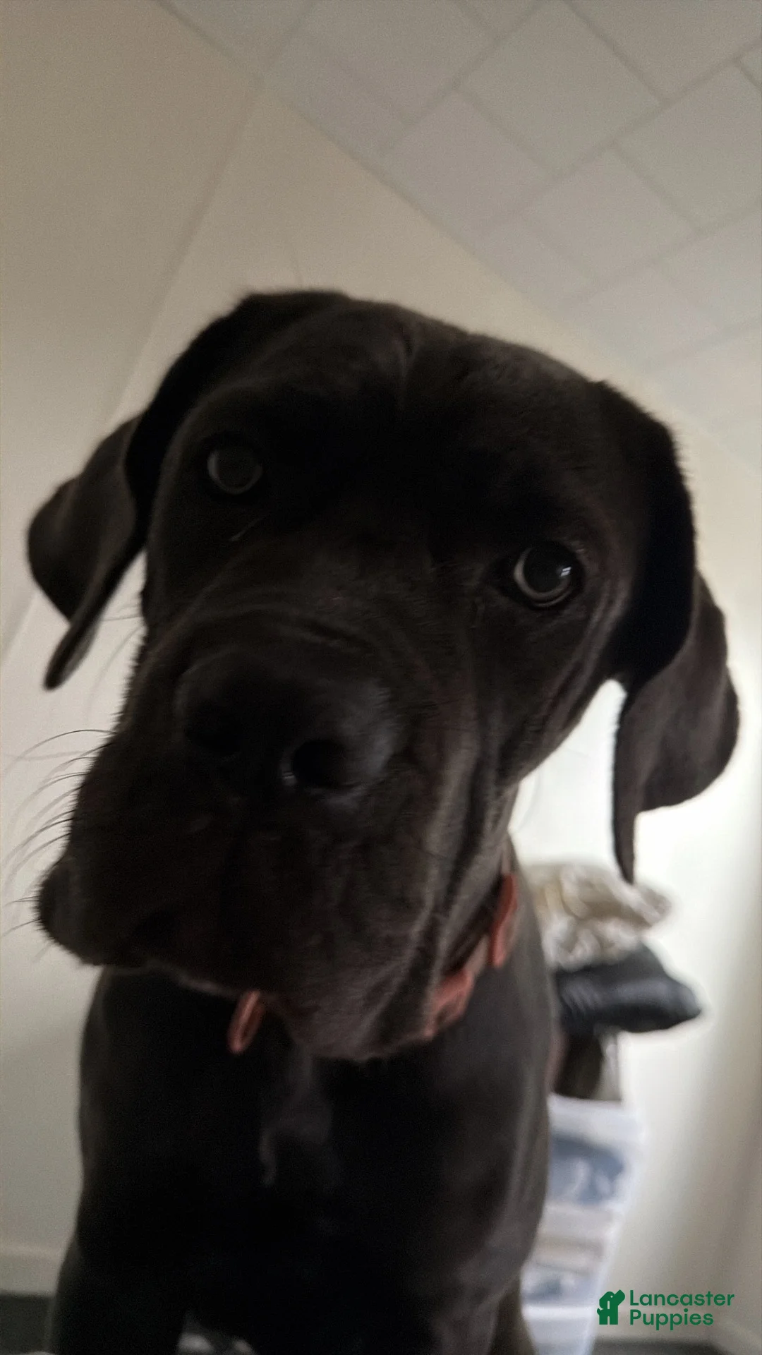 Cane Corso dogs for sale: Cane Corso 1 - Ad 6