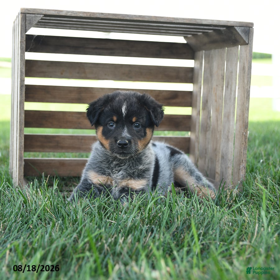 Australian Cattle Dog dogs Beauty - Ad 1