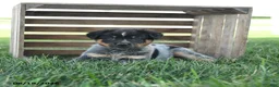 Australian Cattle Dog dogs for sale: Beauty - Ad 1