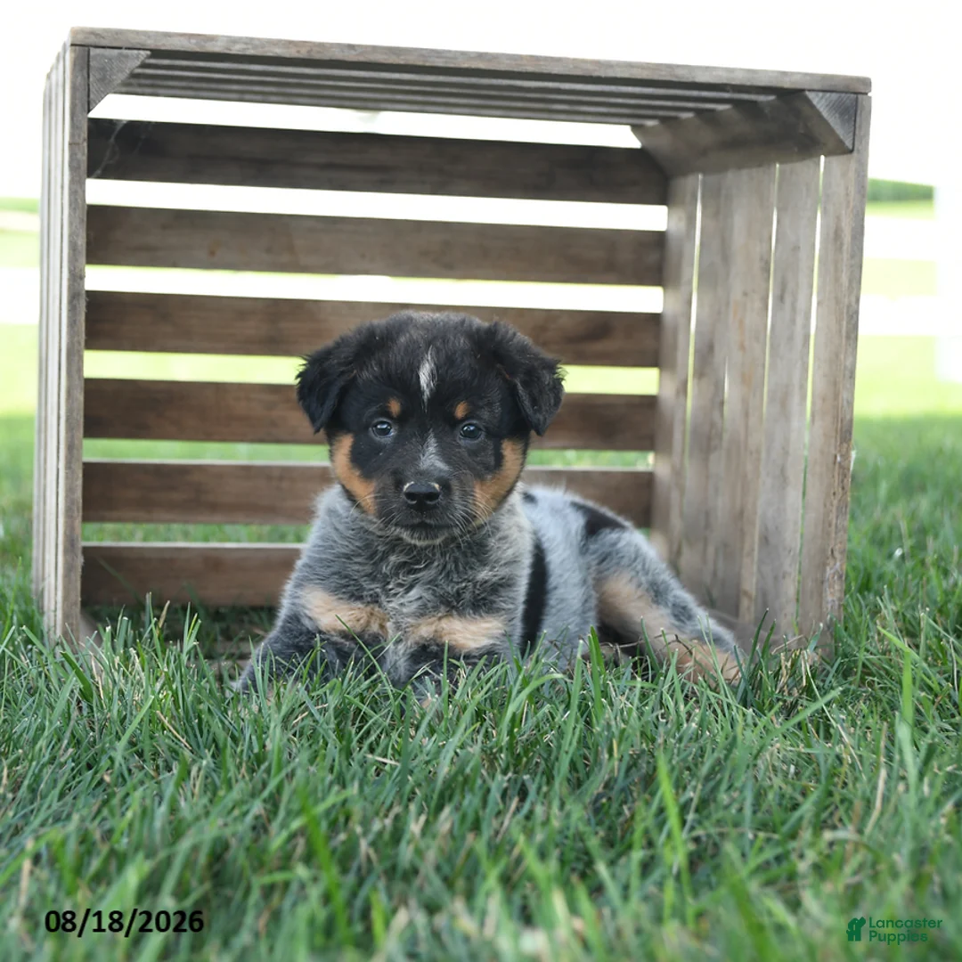 Australian Cattle Dog dogs for sale: Beauty - Ad 1