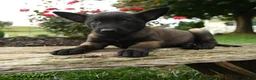 Belgian Malinois dogs for sale: Koda - Ad 3