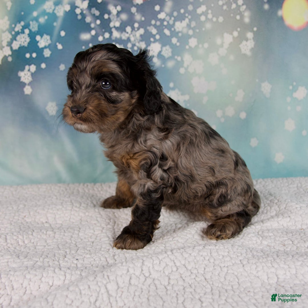 Cockapoo dogs for sale: Callie - Ad 7