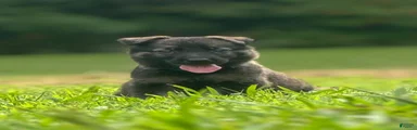 German Shepherd Dark Blue collar 