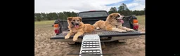Mixed Breed dogs for sale: Roland - Ad 3