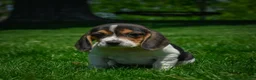 Beagle dogs for sale: Nova - Ad 2