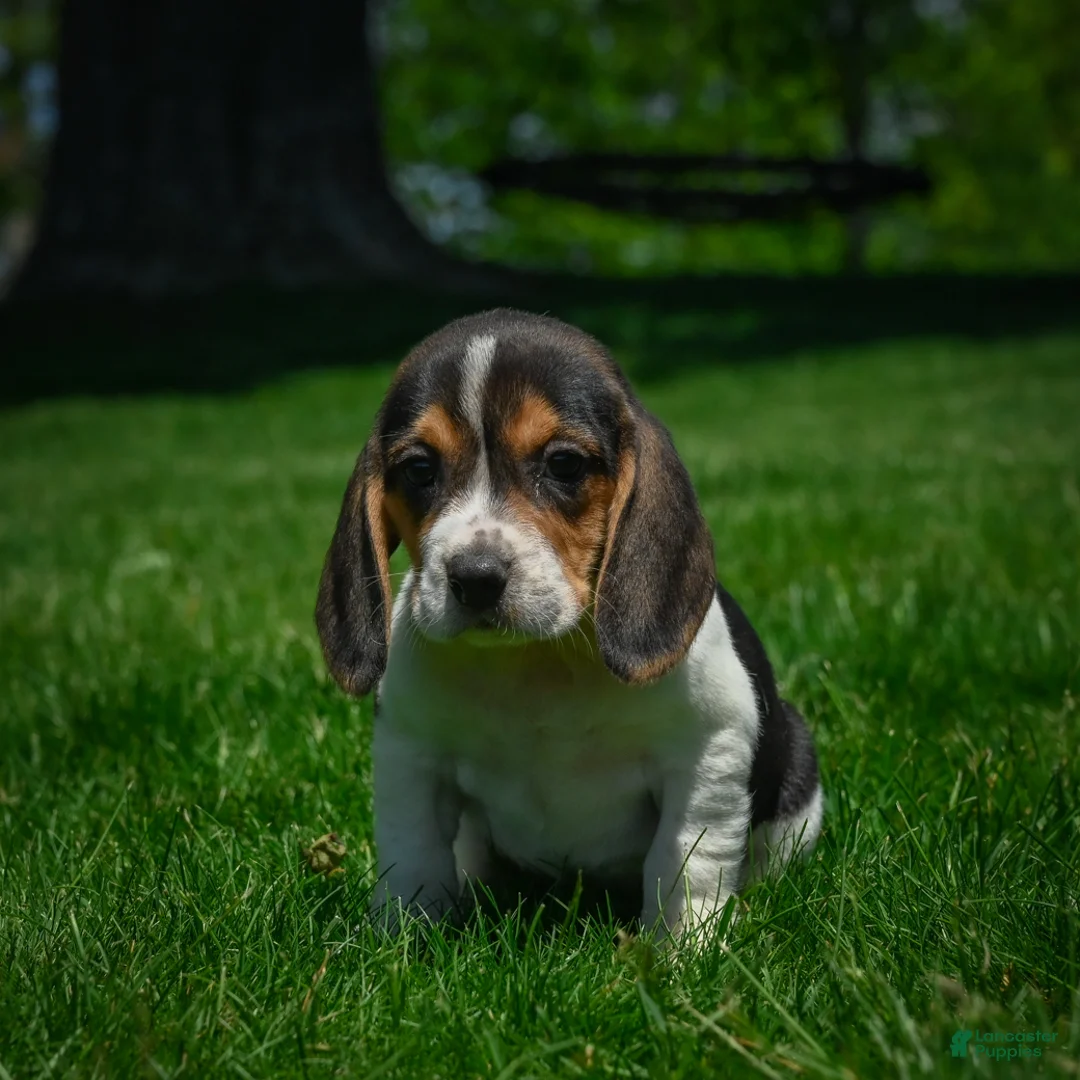 Beagle dogs for sale: Nova - Ad 2