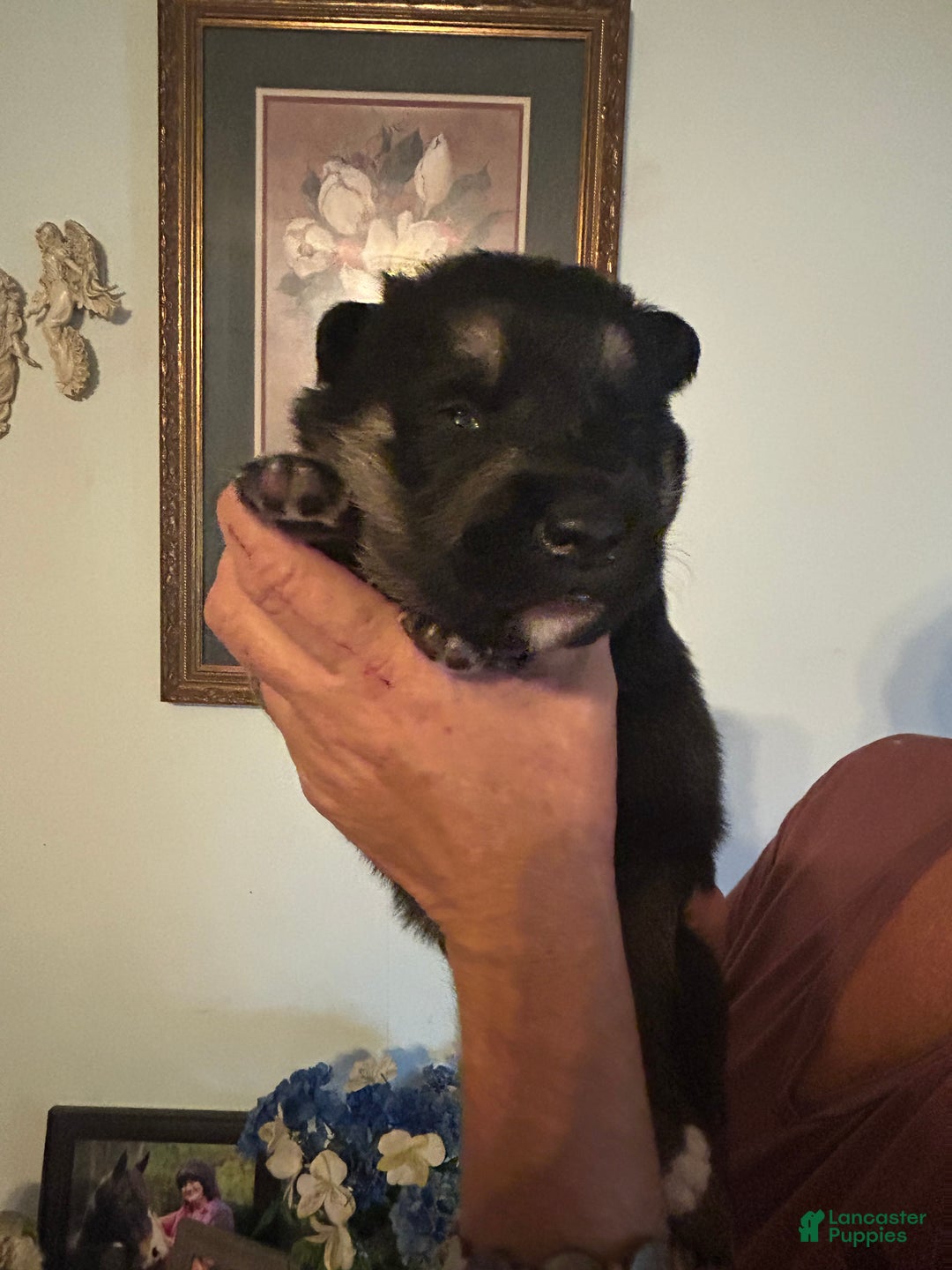 Mixed Breed dogs for sale: Mixed Breed Puppy 1 - Ad 7