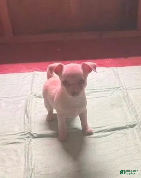 Chihuahua dogs for sale: Luminous (Female) - Ad 2