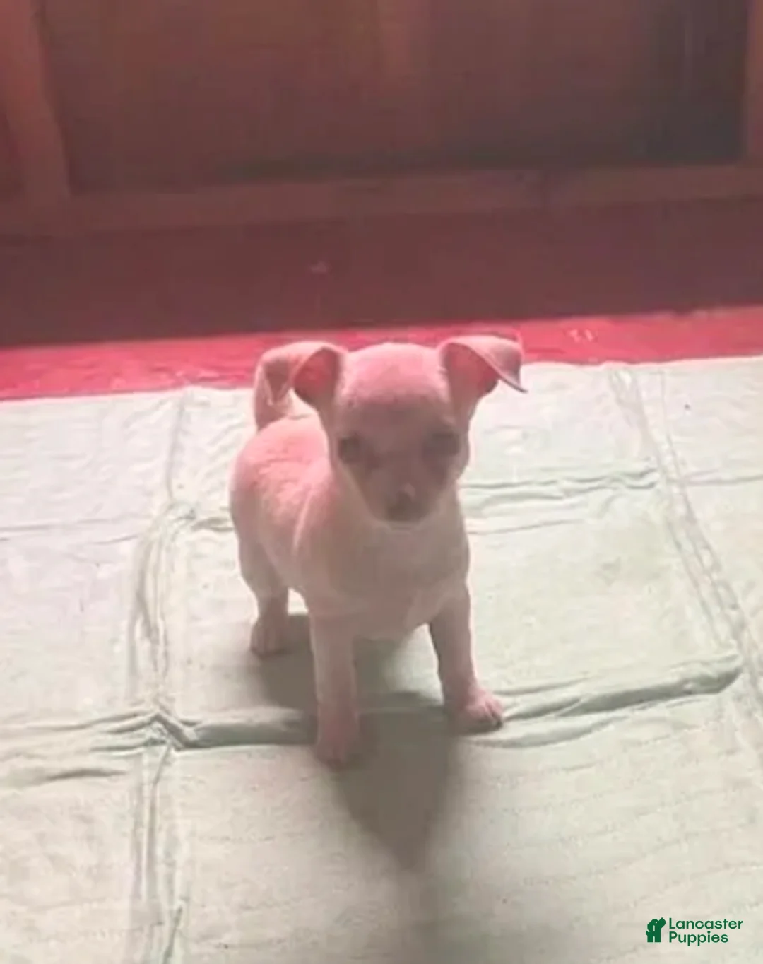 Chihuahua dogs for sale: Luminous (Female) - Ad 2