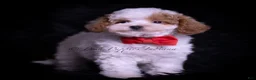 Maltipoo dogs for sale: Nova F1B - Ad 10
