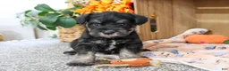 Miniature Schnauzer dogs for sale: Patrick - Ad 3