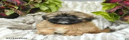 Shih Tzu dogs for sale: Chipper  - Ad 3