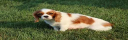Cavalier King Charles Spaniel dogs for sale: Sammie - Ad 9
