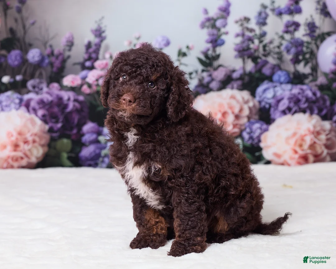 Mini Goldendoodle dogs for sale: Charlie - Ad 5