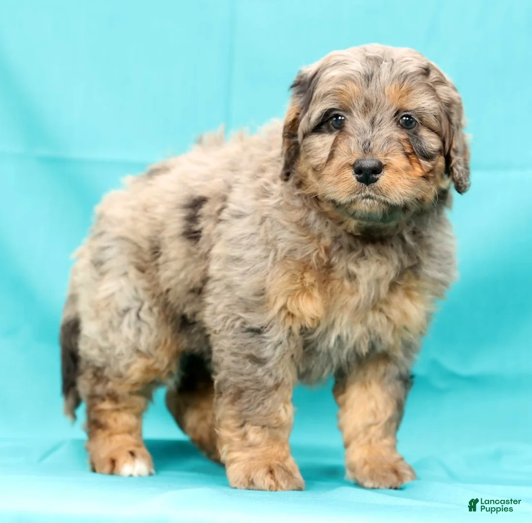 Mini Bernedoodle dogs for sale: Ace - Ad 7