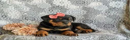 Rottweiler dogs for sale: Darbie - Ad 6