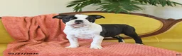 Boston Terrier dogs for sale: Dasher - Ad 13