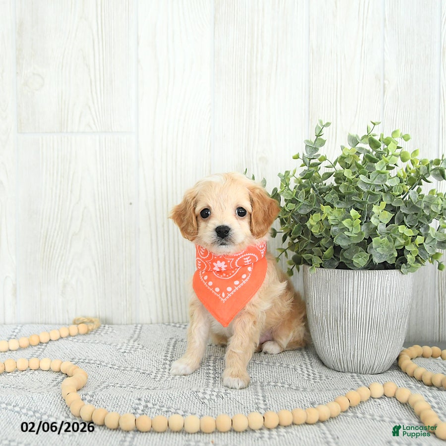 Cockapoo dogs Bandit EXTRA SMALL  - Ad 36