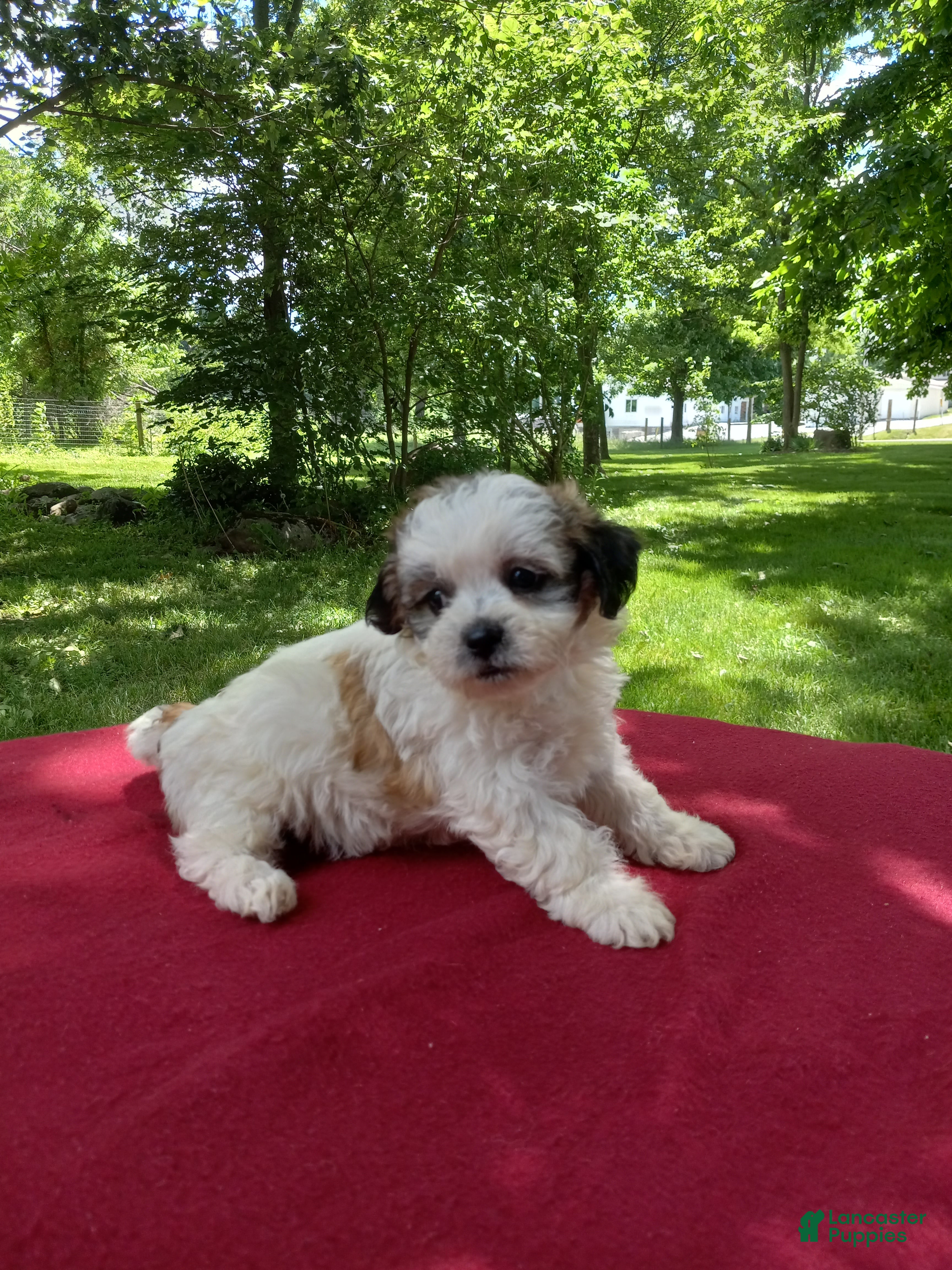 Teddy Bear dogs Misty - Ad 2