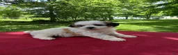 Teddy Bear dogs for sale: Misty - Ad 2