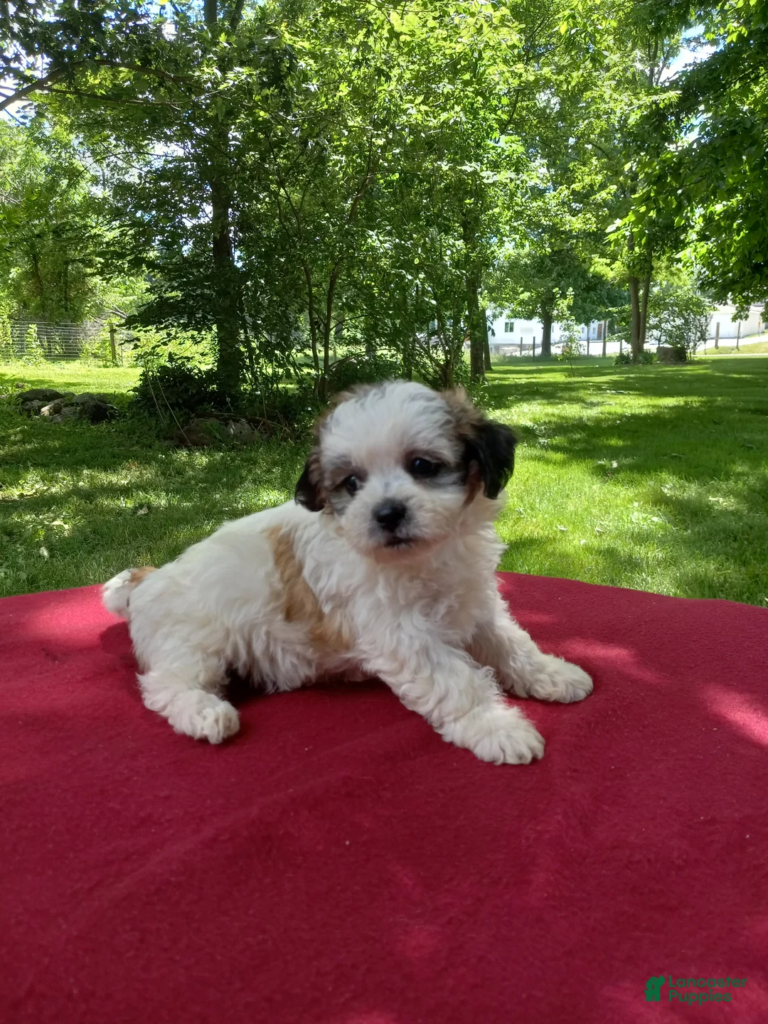 Teddy Bear dogs for sale: Misty - Ad 2