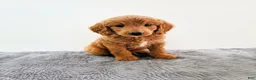 Mini Goldendoodle dogs for sale: Jax - Ad 7