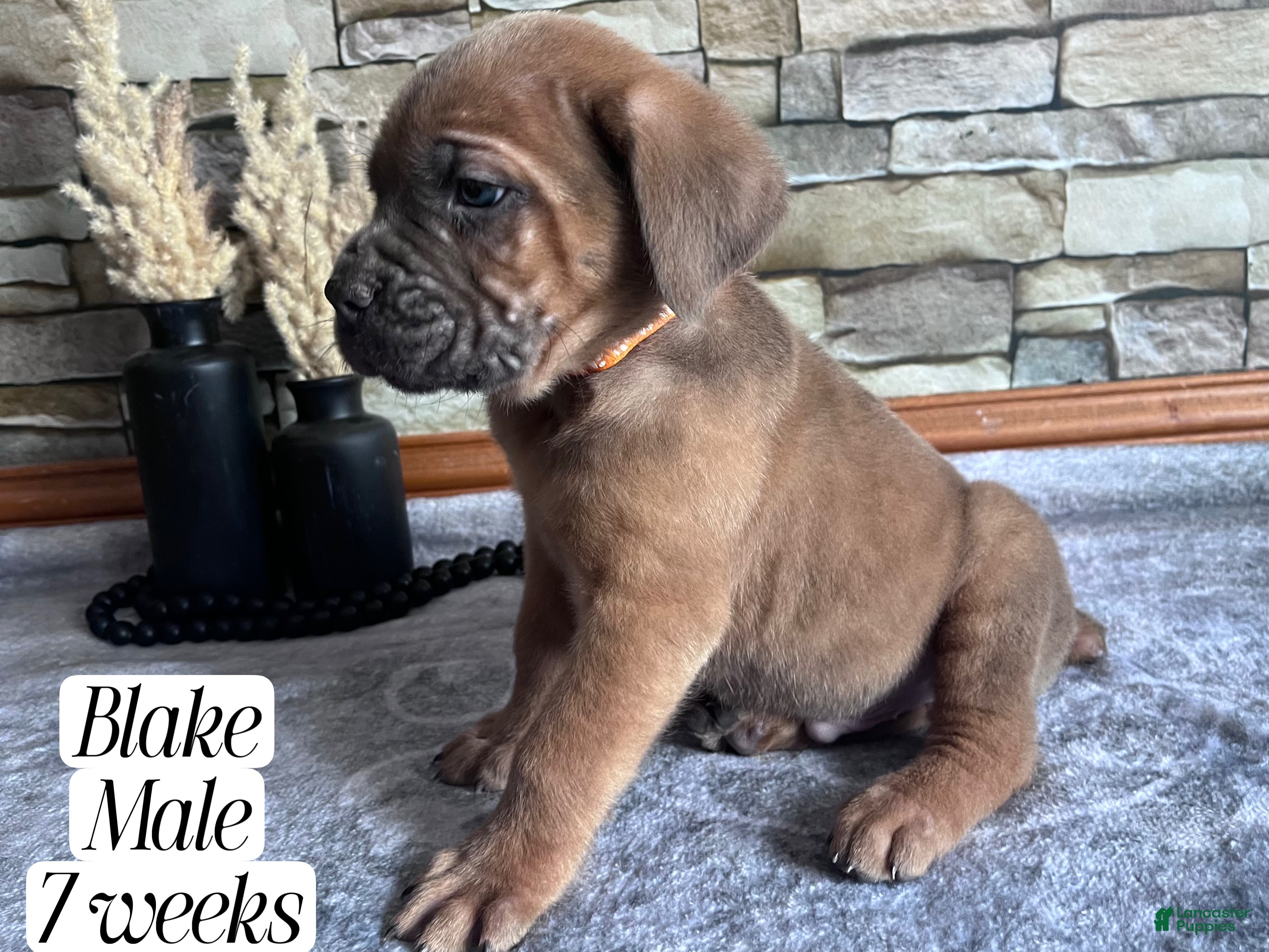 Cane Corso dogs Blake - Ad 1