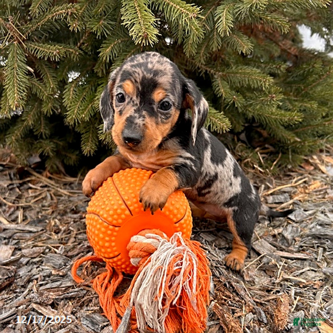 Miniature Dachshund dogs for sale: Sandra - Ad 2