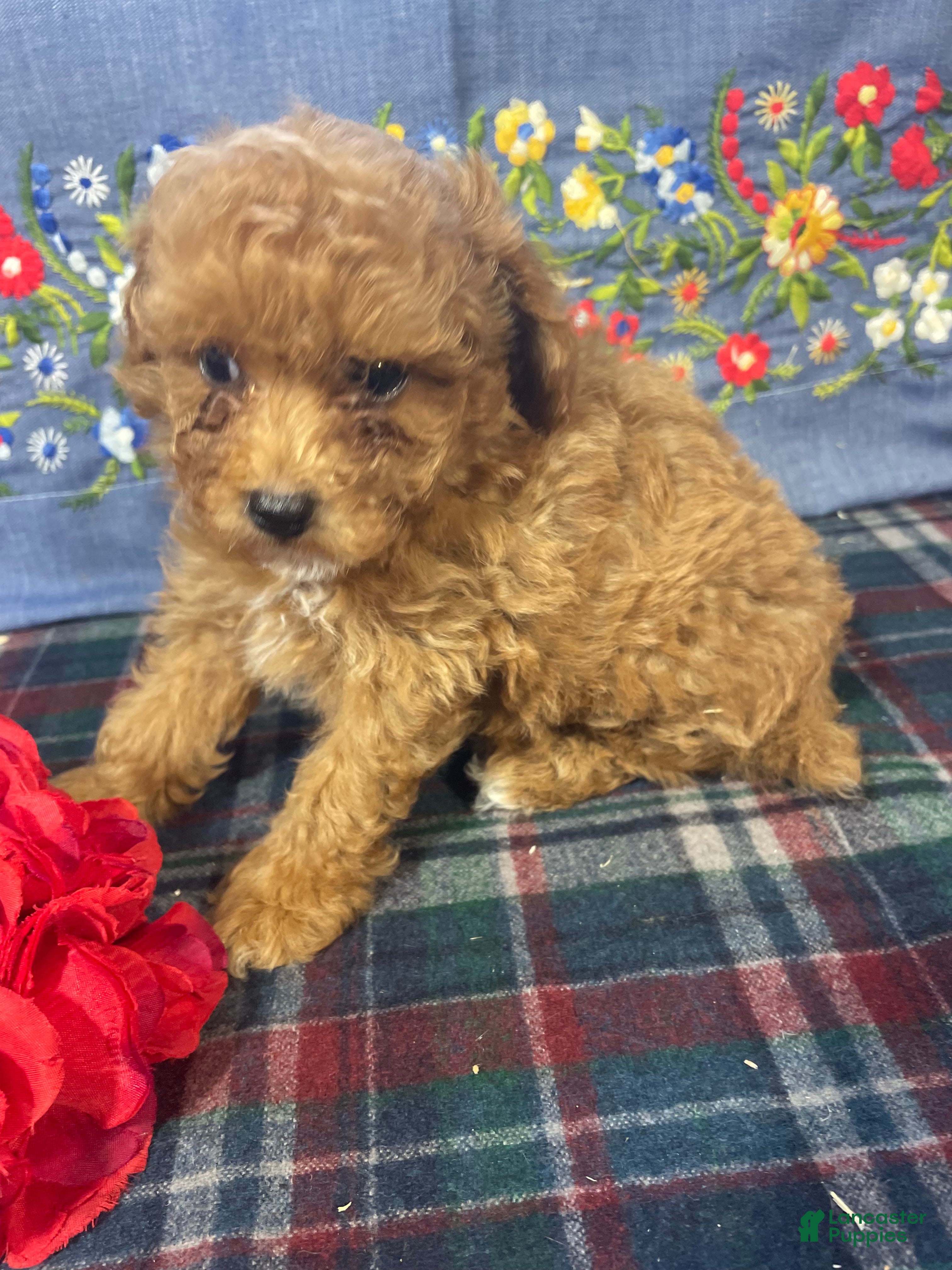 Toy Poodle dogs Frankie - Ad 2